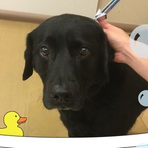 Meet your Posher, Gloria